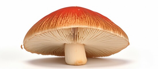 Close-up of Mushroom with Intricate Details on a Clean, White Canvas