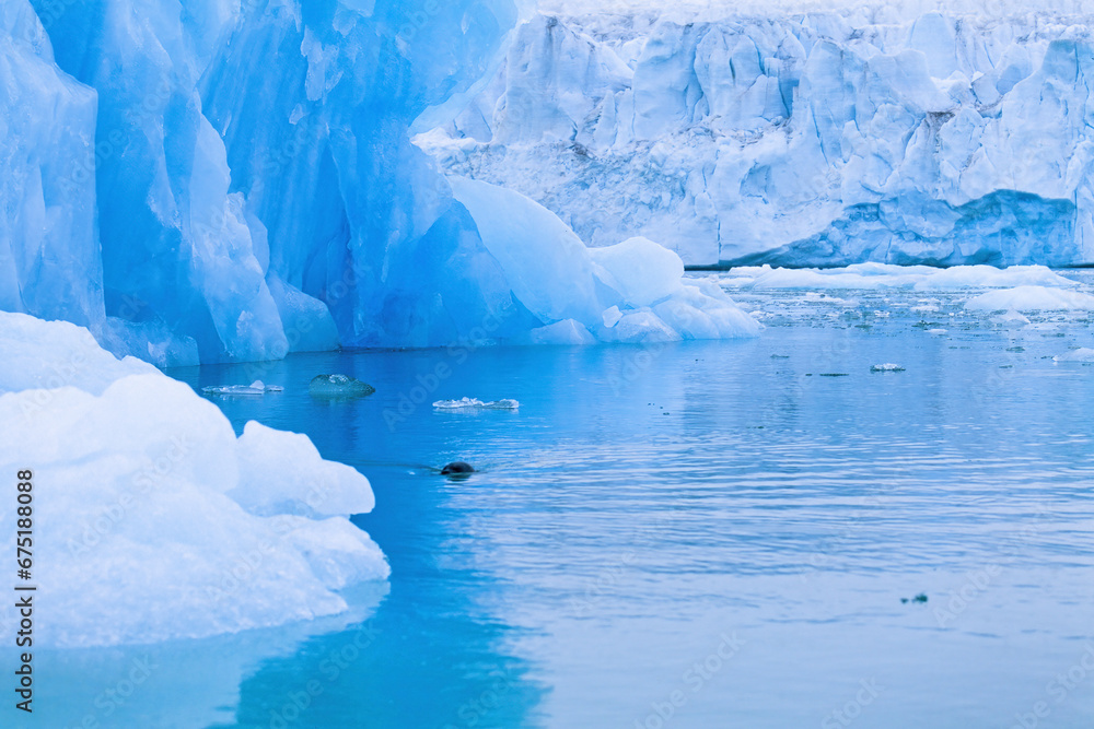 Sticker Seal swimming in the water by a glacier