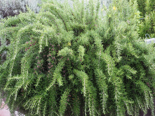 rosemary plant scient. name Rosmarinus