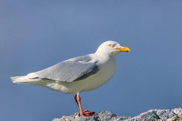 Beautiful Glaucous gull rest at a rock