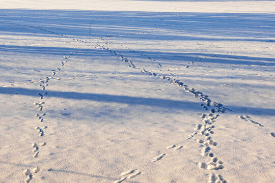 Animal tracks in the snow in a field