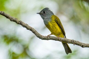 Grey-headed Canary-flycatcher 