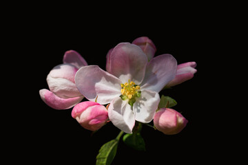 Fototapeta na wymiar Several apple blossoms along with a black background