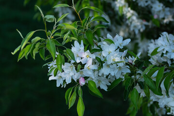 Floral background in an orchard in the morning in spring