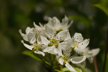 Pear flowers on a weedy spring day