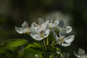 Pear flowers bloom close-up in the sun