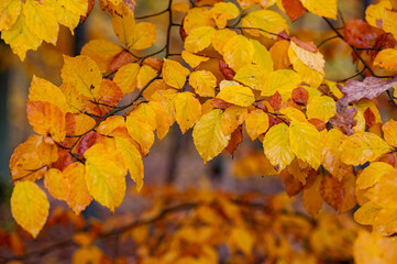 Colorful leaves on branches in autumn forest