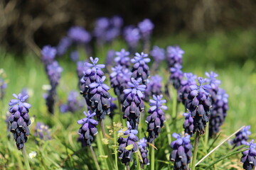 Grape Hyacinth Flowers On Green Grass Field