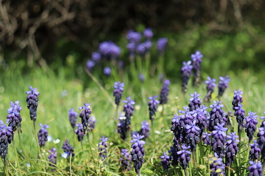 Grape Hyacinth Flowers On Green Grass Field © nori