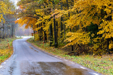 Autumn colored trees beside wet road in November