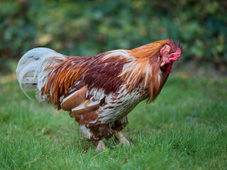 Red rooster cleaning its feathers