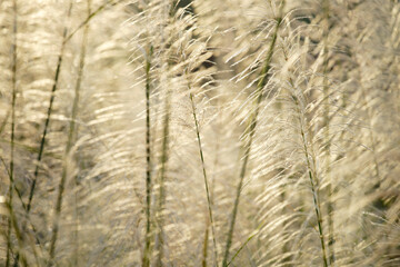 Obraz premium reeds flower