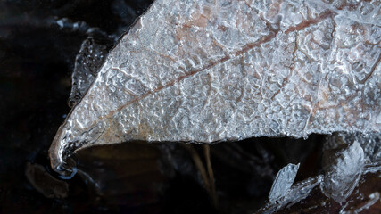Fallen leaf trapped under ice close-up high angle view with dark background