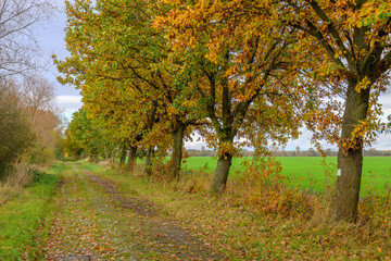 Herbst im Drömling