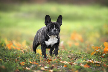 brindle french bulldog dog standing outdoors in autumn