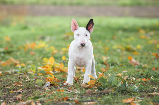 white english bull terrier puppy standing outdoors in autumn
