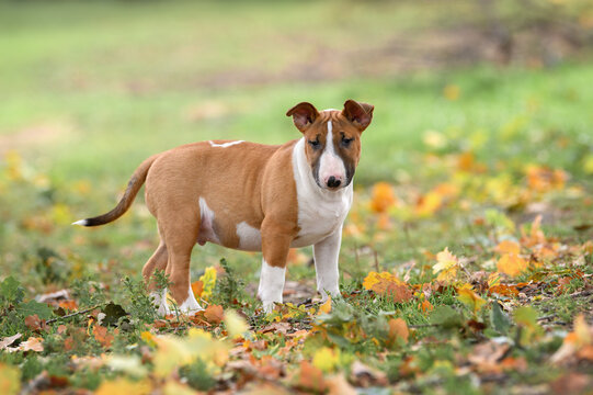 red and white english bull terrier puppy standing outdoors in autumn