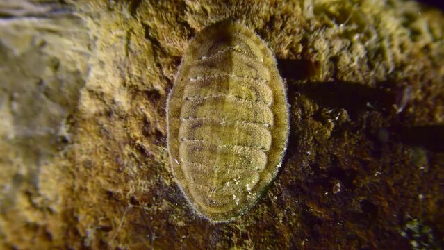 Chiton or coat-of-mail shell or sea cradle (Polyplacophora) slowly crawls over the stone.