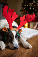 white dog in reindeer costume