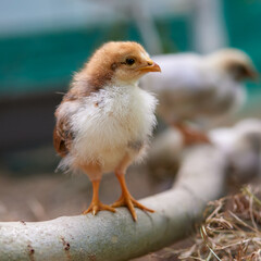 Cute baby chicken in the farm