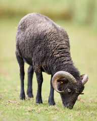 Fototapeta premium Brown male ouessant sheep on meadow