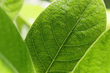 green leaf texture
