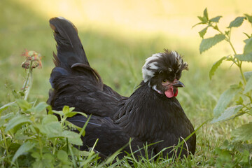 Black Poland chicken in the grass of garden