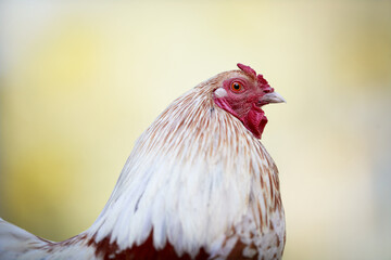 Close up of white rooster isolated on blurred background