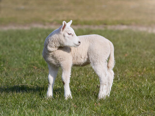 White lamb in the field