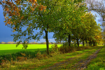 Fototapeta premium Herbst im Drömling