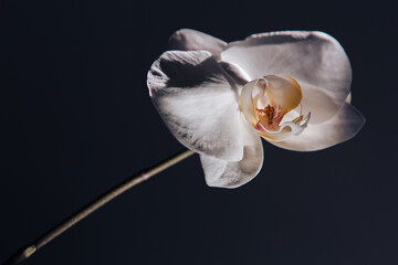 White orchid close-up with beautiful sunlight