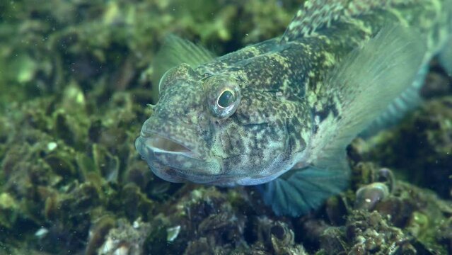 Male Black goby (Gobius niger) takes food from the seabed, close-up.