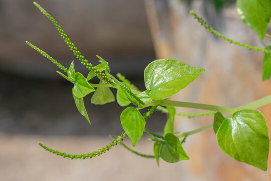 Closeup fresh small seeds on the Inflorescence of Peperomia, Shiny leave (Peperomia Pellucida) with green leaves in the herb garden