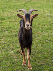 Jeune chèvre  marchant dans une prairie verdoyante au printemps, pelage brun foncé, sans harnais ni accessoire