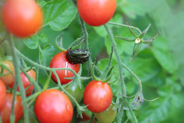 Chafer Beetle Protaetia metallica. feeding, eating a tomato in the garden. Tomato pests.