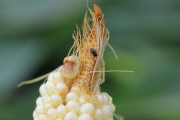 Four spotted Sap Beetle, latin name is Glischrochilus quadrisignatus (Nitidulidae) corn cob and...