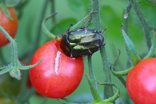 Chafer Beetle Protaetia metallica. feeding, eating a tomato in the garden. Tomato pests.