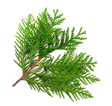 Branch of thuja
