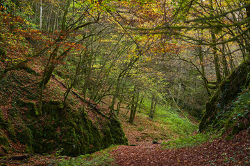 Fairytale forest in the autumn