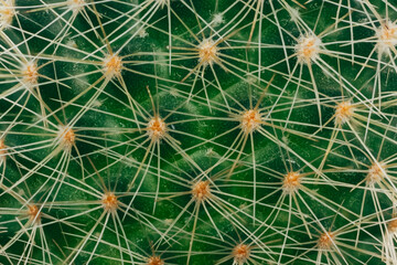 Kaktus close up