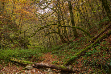 Fairytale forest in the autumn
