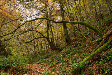 Fairytale forest in the autumn