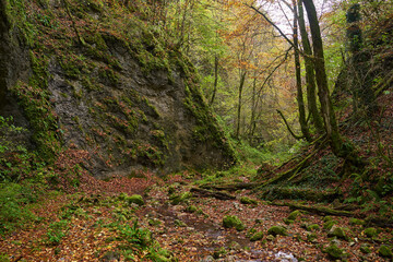 Fairytale forest in the autumn