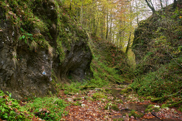 Fairytale forest in the autumn