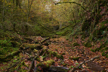Fairytale forest in the autumn