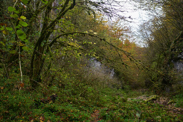 Fototapeta na wymiar Fairytale forest in the autumn