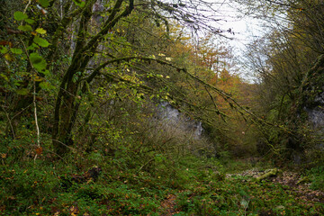 Fairytale forest in the autumn