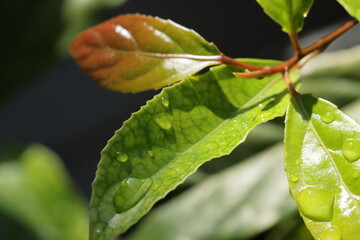 leaves with water drops