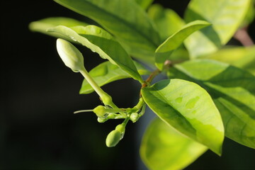 close up of green leaf