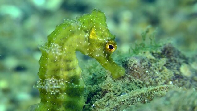 Long Snouted Seahorse (Hippocampus guttulatus): Green seahorse against seabed, portrait.